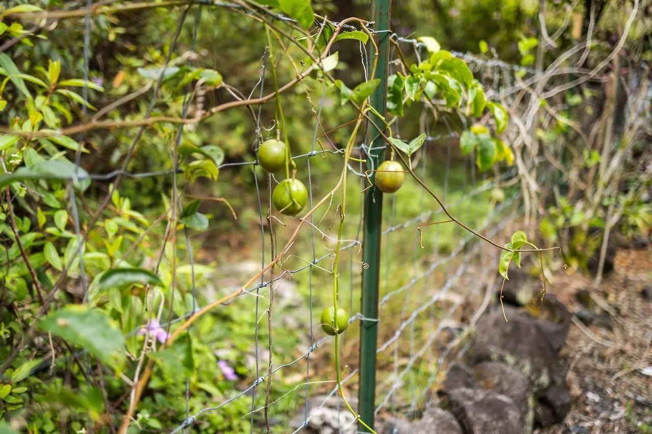 Dom wakacyjny Willa The Blissful Orchard Keaau