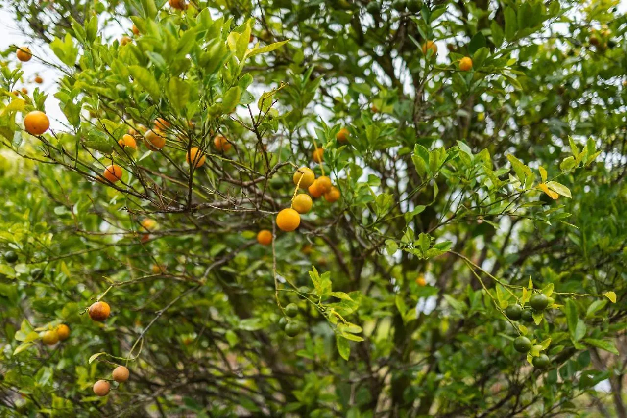 Willa The Blissful Orchard Keaau Dom wakacyjny