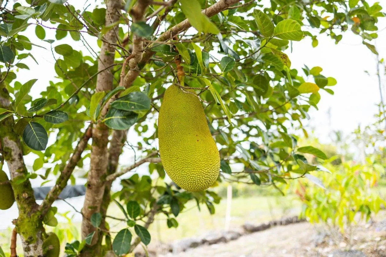 Dom wakacyjny Willa The Blissful Orchard Keaau Stany Zjednoczone Ameryki